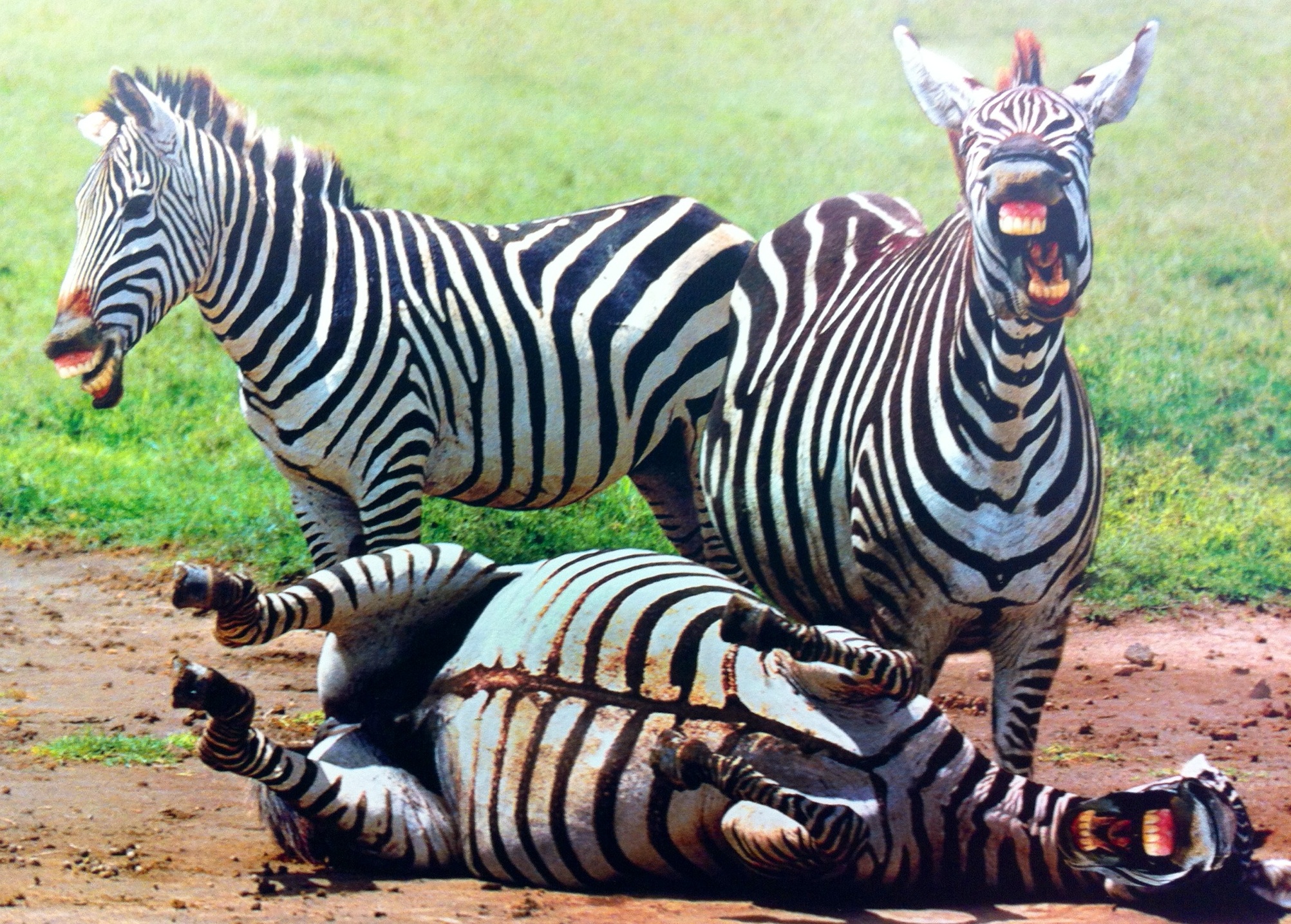 laughing-zebras.jpg